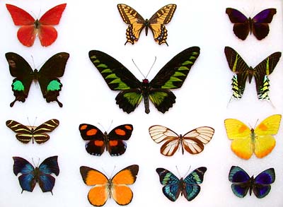 Butterfly Wings