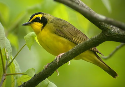 Migratory Birds on Mike S Birding   Digiscoping Blog  Fcc And Fate Of Migratory Birds