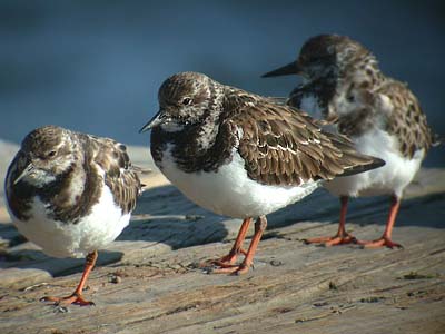 Migratory Birds on Interior Secretary Gale Norton Yesterday Announced The Migratory Bird