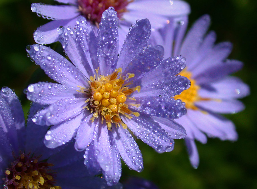 Early Fall Nature Photography