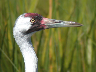 migratory whooping crane