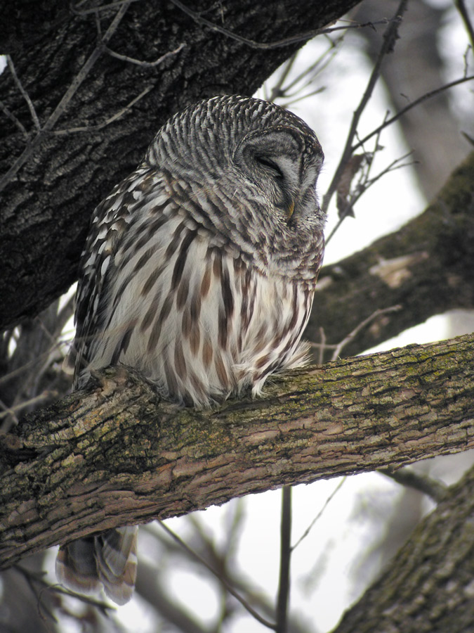 Máistir Nádúraí: The Roosting Barred Owl